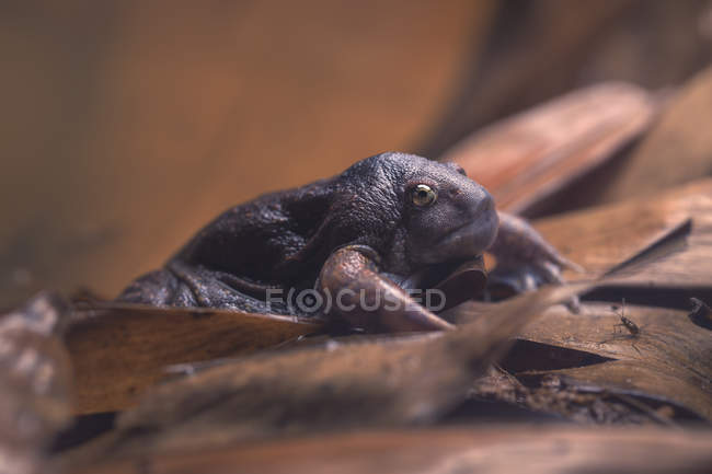 Blunt-headed burrowing frog closeup, selective focus — Stock Photo