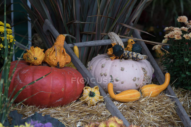 Colher de outono e exibição de abóbora, Canadá — Fotografia de Stock