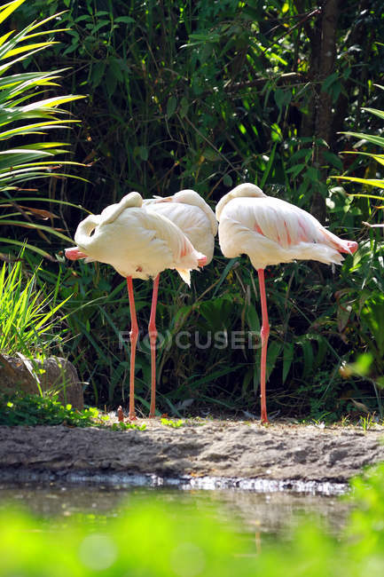 Три фламинго позируют дикой природе — стоковое фото