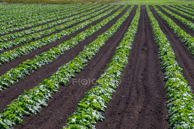 Vue panoramique des plantes qui poussent sur une ferme, Canada — Photo de stock