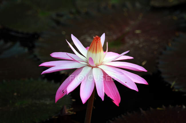 Cierre de una flor de loto, Indonesia - foto de stock