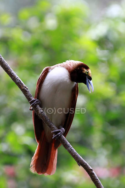 Ritratto di uccello seduto su un ramo, sullo sfondo sfocato — Foto stock
