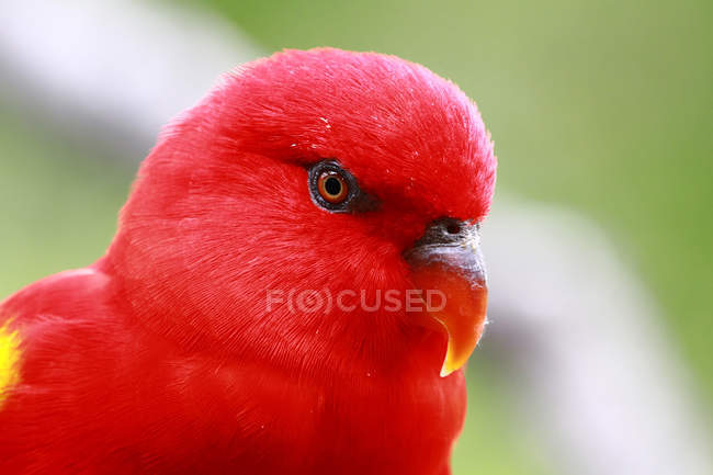 Close-up of a red parrot against blurred background — Stock Photo