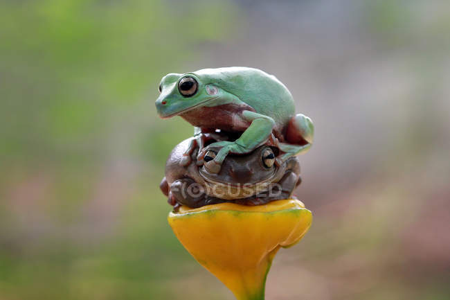 Dumpy tree frog sitting on a plant, blurred background — Stock Photo