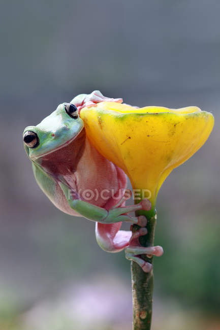 Klumpiger Laubfrosch sitzt auf einer Pflanze, verschwommener Hintergrund — Stockfoto
