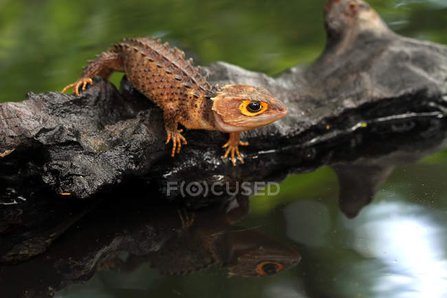 Crocodilo de olhos vermelhos skink por uma lagoa, foco seletivo — Fotografia de Stock
