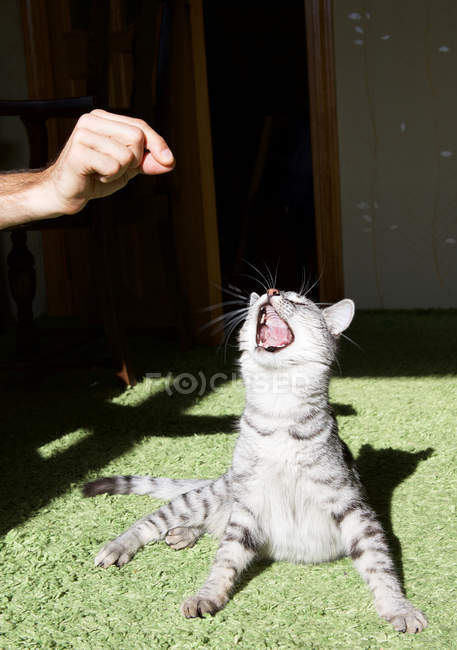Abgeschnittenes Bild eines Mannes, der zu Hause mit einer Katze spielt — Stockfoto