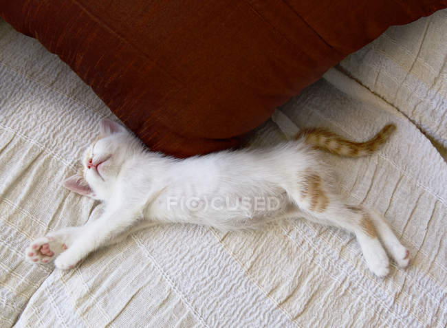 Котёнок спит на кровати, вид сверху — стоковое фото