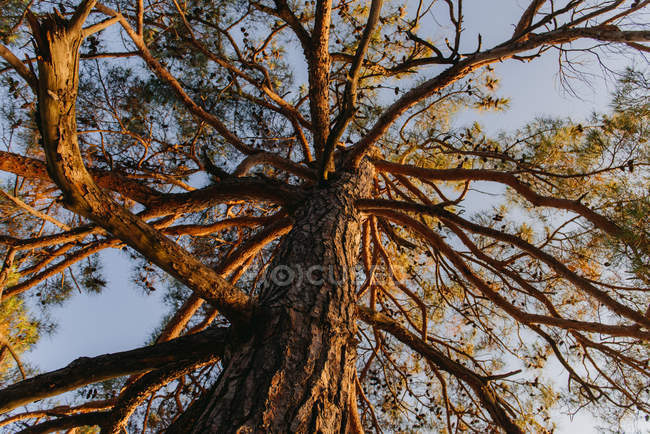 Vista ad angolo basso di un pino — Foto stock