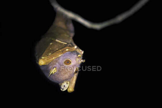 Eastern Tube naso pipistrello di frutta appeso ad un ramo, Cape York, Queensland, Australia — Foto stock