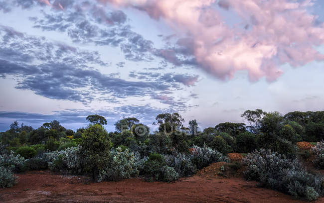 Vista panorâmica da paisagem do deserto ao pôr do sol, Kalgoorlie, Austrália Ocidental, Austrália — Fotografia de Stock