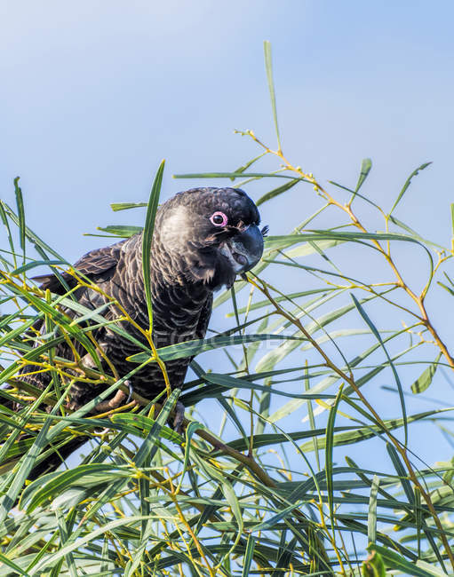 Carnaby Black Cockatoo in a tree, blue sky above — Stock Photo