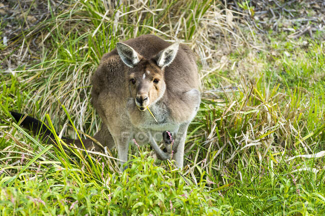 Primo piano vista del Western Gray Kangaroo — Foto stock