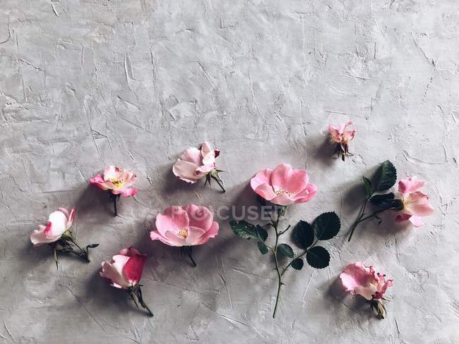 Vista de cierre de rosas de Pink sobre la superficie gris - foto de stock