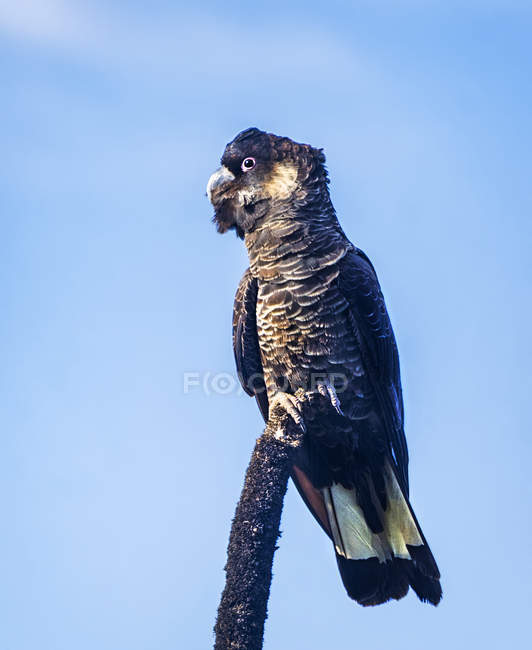 Portrait of a Carnabys Cockatoo against blue sky on background — Stock Photo
