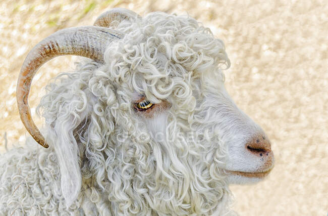 Retrato de uma cabra de angora branca, Austrália — Fotografia de Stock