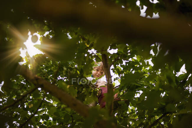 Vista de ángulo bajo a través de las hojas de un niño sentado en un árbol, Estados Unidos - foto de stock