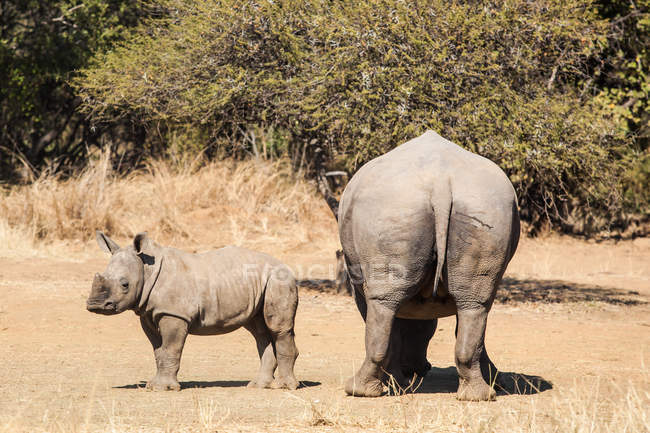 Madre y ternera rinoceronte, Limpopo, Sudáfrica - foto de stock