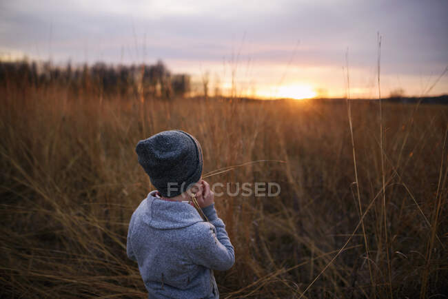 Мальчик, стоящий в поле на закате, жующий кусок длинной травы, США — стоковое фото
