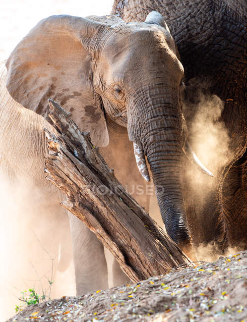 Vue panoramique sur l'éléphant majestueux, Afrique du Sud — Photo de stock