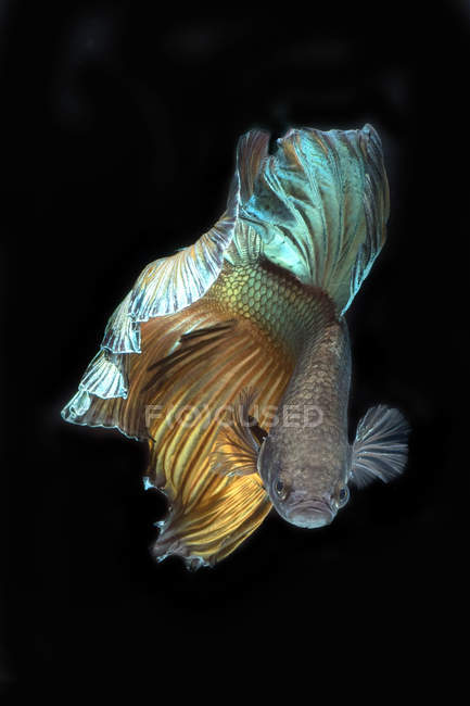 Retrato de um peixe betta nadando em água escura — Fotografia de Stock