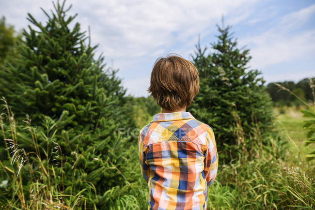 Visão traseira do menino de pé em uma fazenda de árvore de Natal — Fotografia de Stock