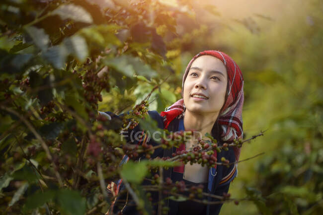 Woman harvesting coffee beans, Thailand — Stock Photo