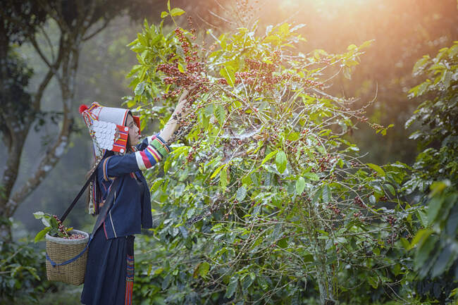 Женщина, собирающая кофейные зерна, Таиланд — стоковое фото