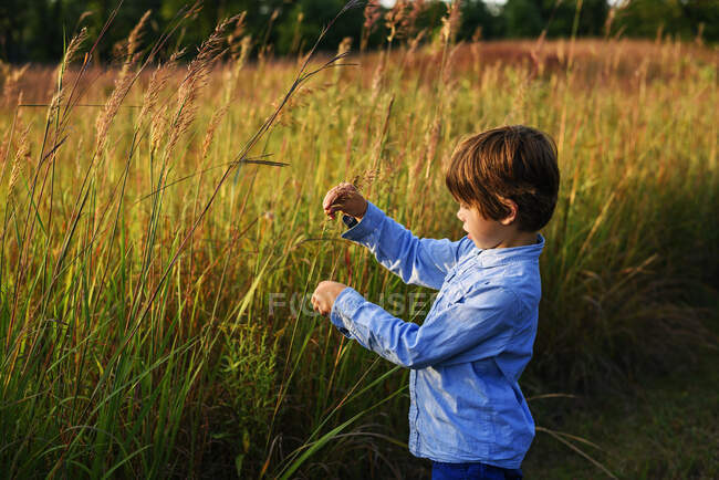 Retrato de un niño parado en un campo al atardecer recogiendo hierba larga, Estados Unidos - foto de stock