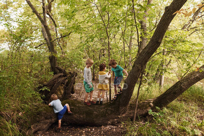 Quattro bambini che giocano nella foresta, Stati Uniti — Foto stock