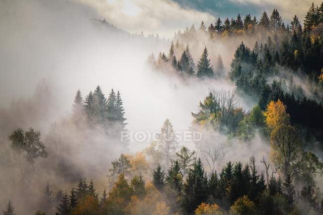 Floresta de outono na névoa, Monte Gaisberg, Salzburgo, Áustria — Fotografia de Stock