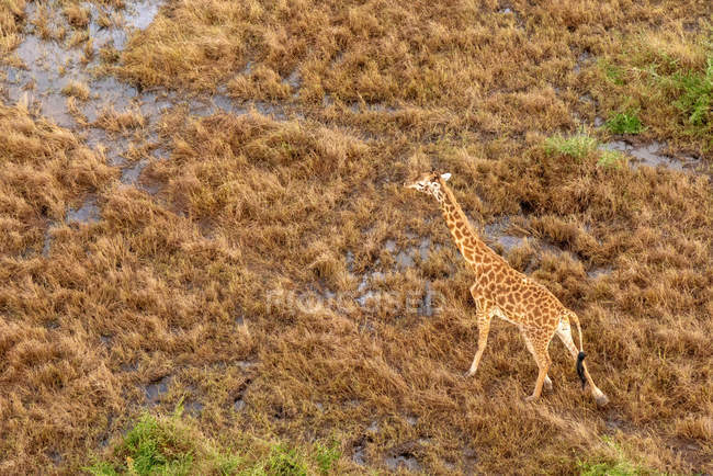 Vista aérea de uma Girafa em fuga, Masai Mara, Quénia — Fotografia de Stock