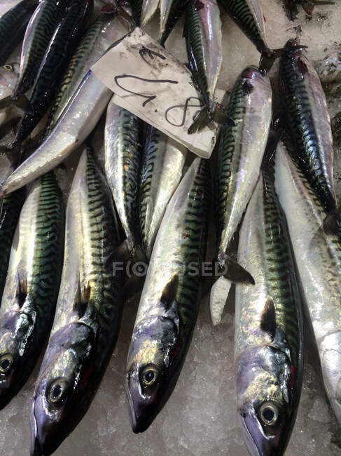 Pescado en venta en un mercado de Venecia, Veneto, Italia - foto de stock