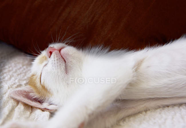 Vista de cerca de un gatito dormido en una cama - foto de stock