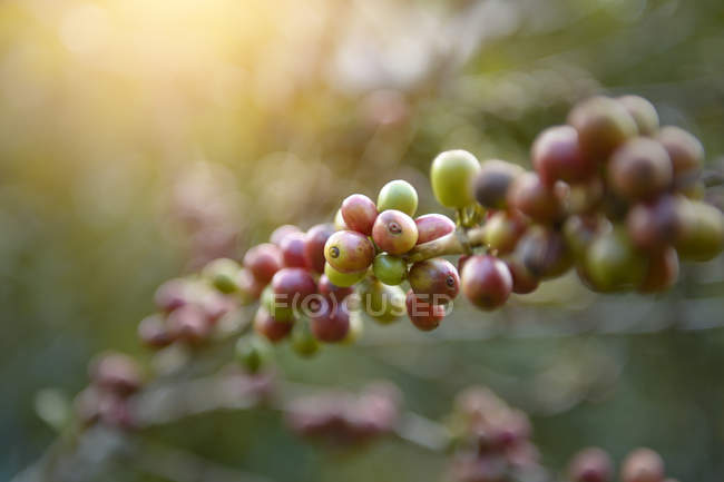 Primo piano dei chicchi di caffè Arabica su una pianta di caffè, Thailandia — Foto stock