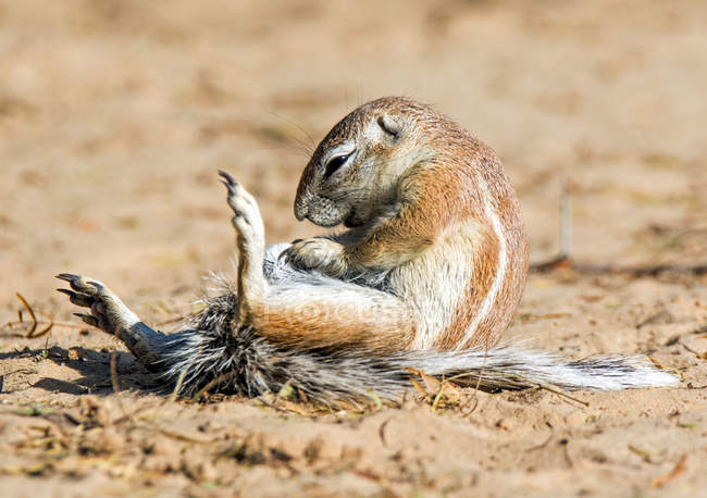 Retrato de una ardilla de tierra jugando, Sudáfrica - foto de stock