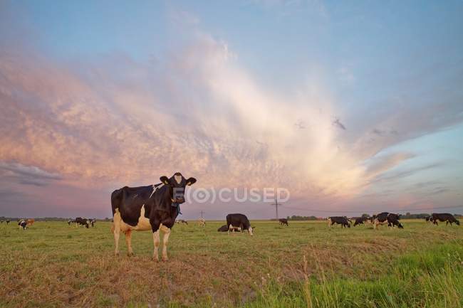 Vue panoramique de la vache debout dans un champ au coucher du soleil, Frise orientale, Basse-Saxe, Allemagne — Photo de stock