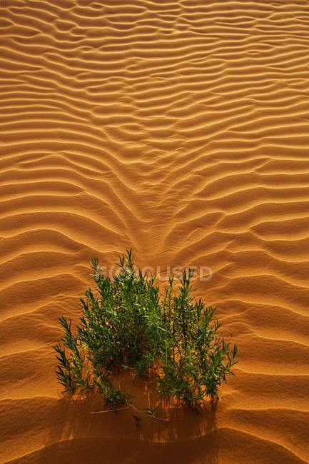 Рослина росте в пустельному ландшафті (Саудівська Аравія). — стокове фото