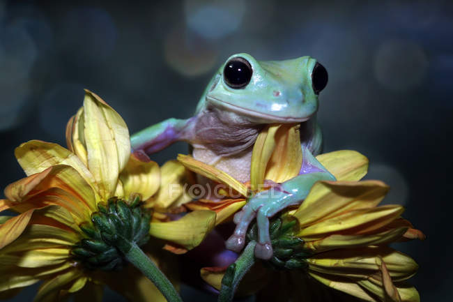 Klumpiger Laubfrosch auf einer Blume, verschwommener Hintergrund — Stockfoto