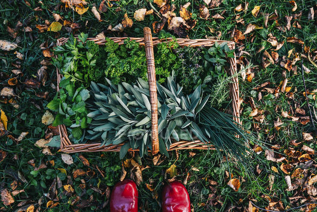 Pés de mulher ao lado de uma cesta cheia de ervas recém-colhidas — Fotografia de Stock