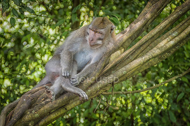 Un mono de cola larga balinés sentado en un árbol en el santuario del bosque del mono asustado, Ubud, Bali, Indonesia - foto de stock