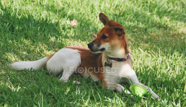 Милый щенок, лежащий на траве — стоковое фото
