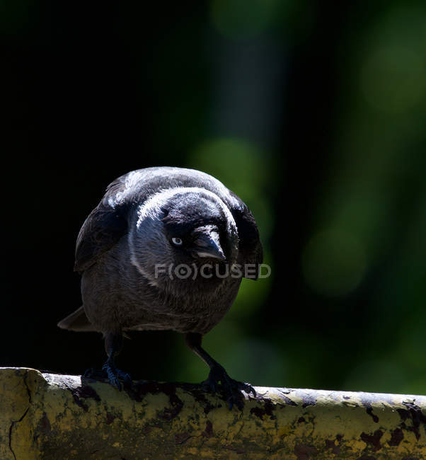 Retrato de um corvo em um galho contra fundo borrado — Fotografia de Stock