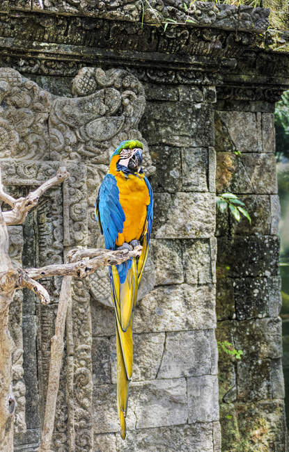 Macaw empoleirado em um ramo no edifício velho — Fotografia de Stock