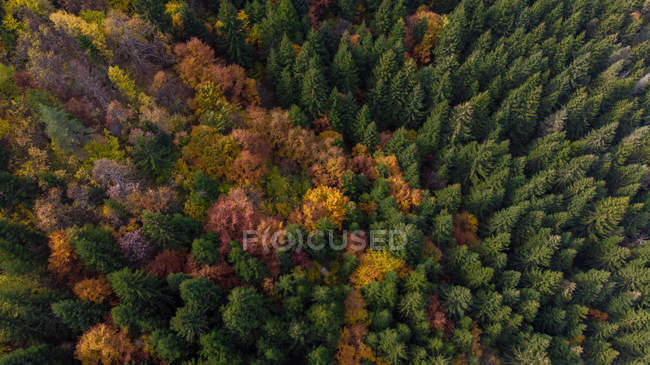 Aerial view of a fall forest, Trebevic, Sarajevo, Bosnia and Herzegovina — Stock Photo