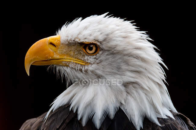 Retrato de un águila calva, fondo borroso - foto de stock