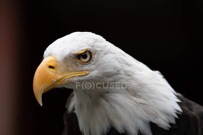 Retrato de uma águia careca, fundo borrado — Fotografia de Stock