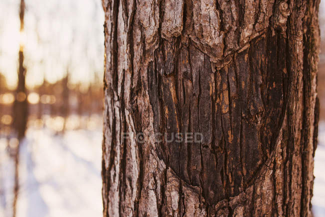 Forma de corazón tallada en un tronco de árbol, Estados Unidos - foto de stock