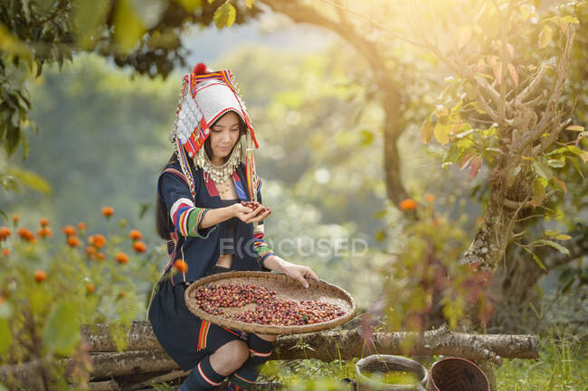 Женщина в традиционной одежде собирает кофейные ягоды, Таиланд — стоковое фото
