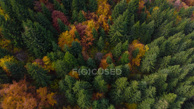 Vista aérea de uma floresta de queda, Trebevic, Sarajevo, Bósnia e Herzegovina — Fotografia de Stock